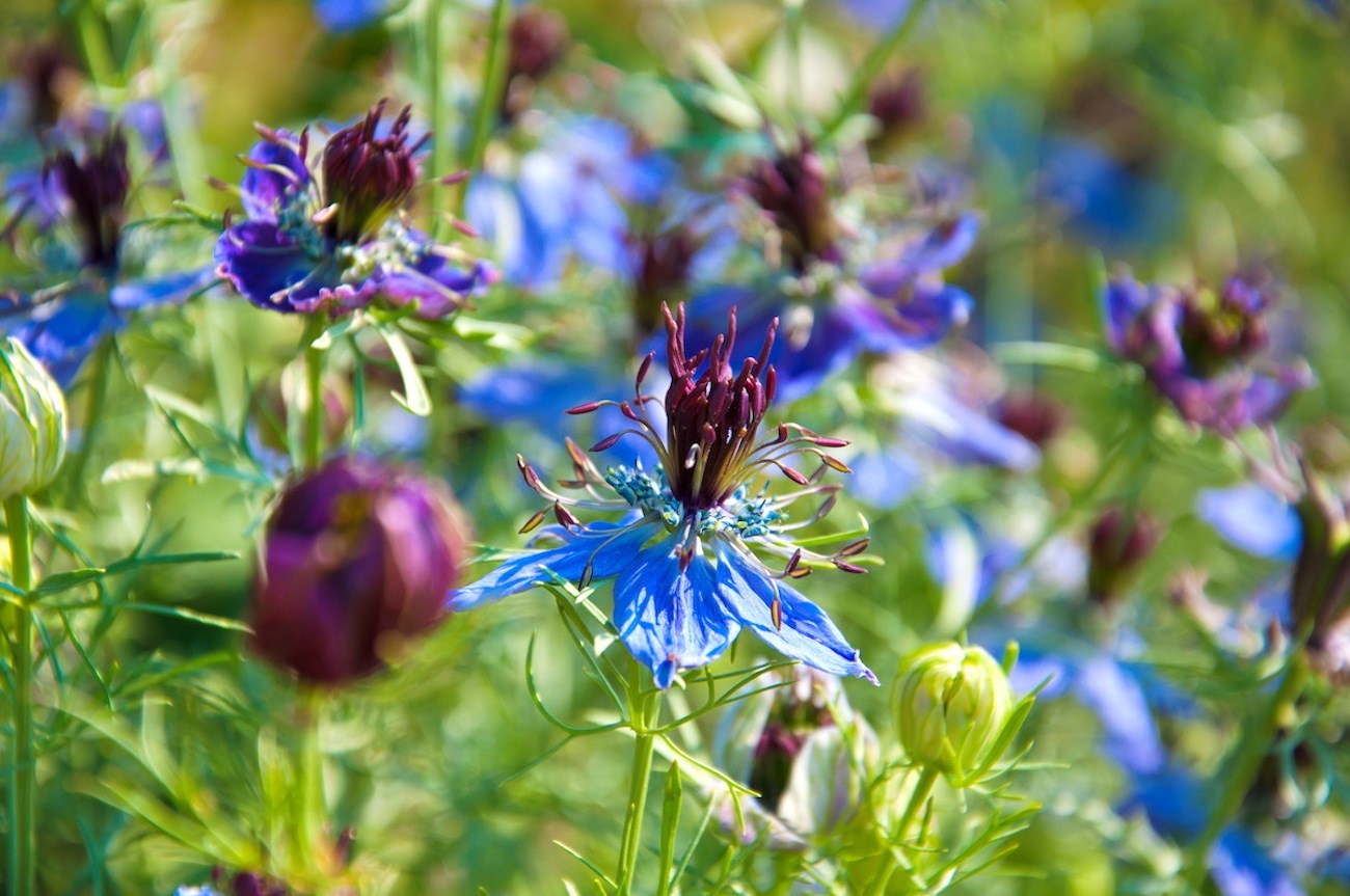 Comment Cr Er De Superbes Expositions Avec Des Fleurs Annuelles