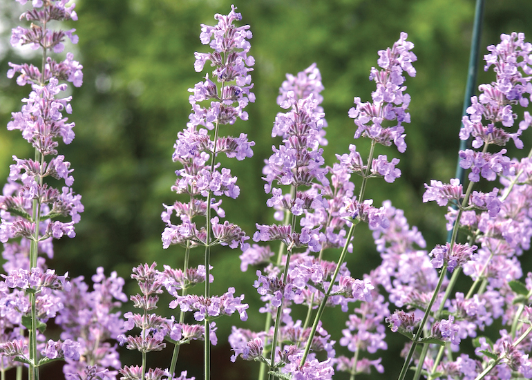 Plantes Résistantes à La Sécheresse Technospeak 