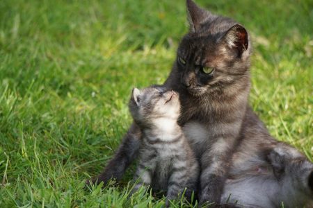 Tableau D'âge Du Chat: Années Du Chat En Années Humaines
