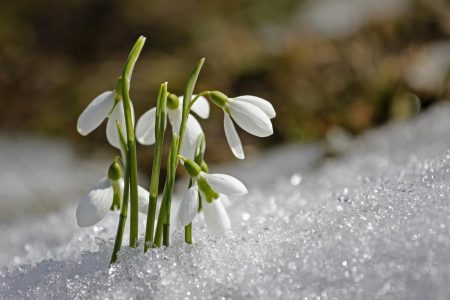 Fleurs De Naissance De Janvier