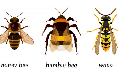 Guêpes, Abeilles Et Frelons: Quelle Est La Différence?