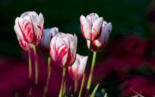 Planter Des Bulbes De Tulipes En Hiver