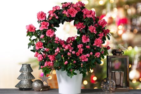 1609871198 Guide Cadeau Des Plantes Dinterieur Pour Celebrer Lesprit De Noel.jpg