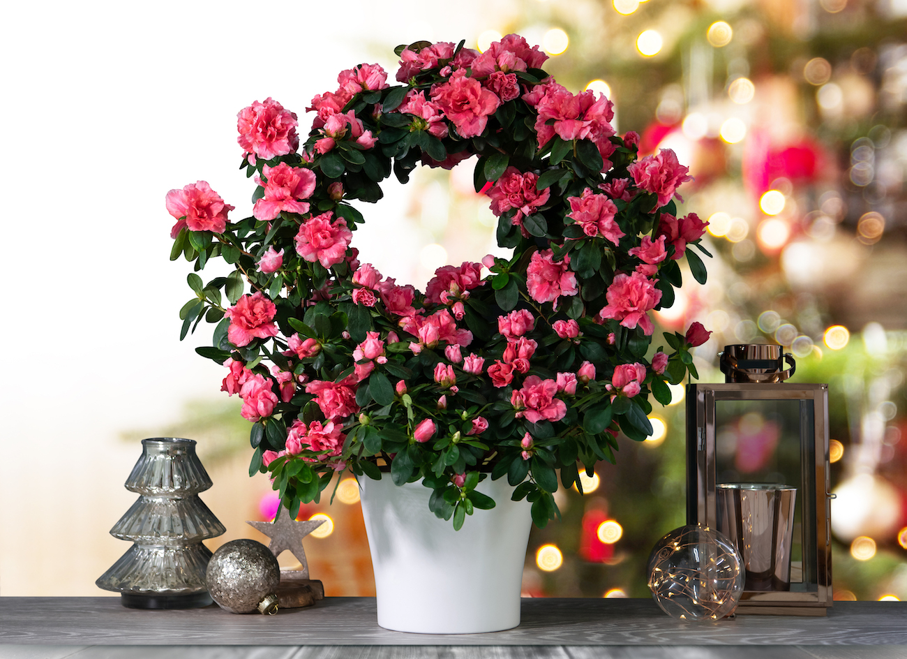 1609871198 Guide Cadeau Des Plantes Dinterieur Pour Celebrer Lesprit De Noel.jpg