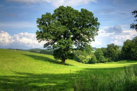 Journée De L'arbre 2021