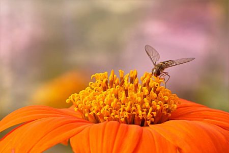 10 Façons D'aider Les Pollinisateurs Dans Votre Jardin