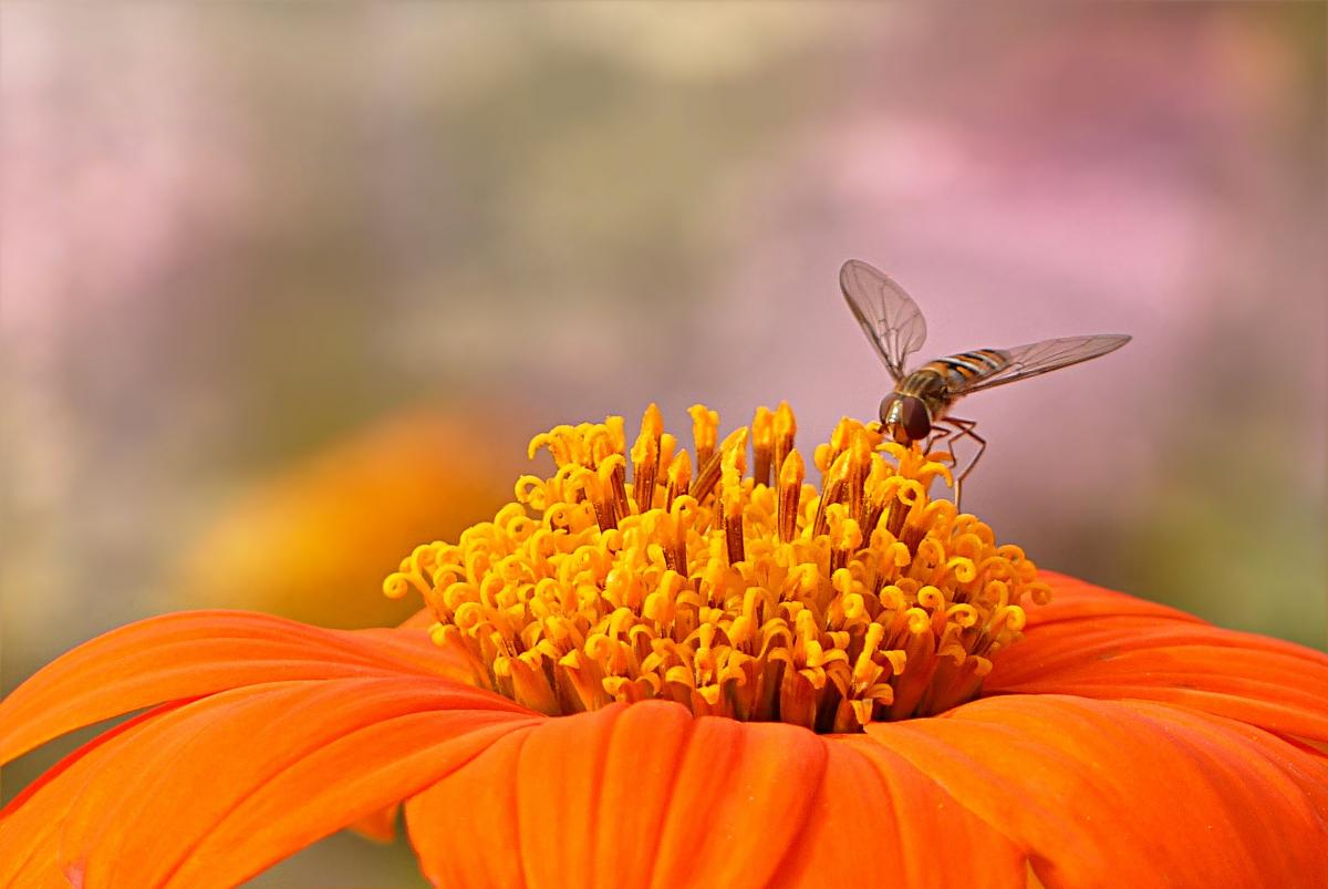 10 Façons D'aider Les Pollinisateurs Dans Votre Jardin