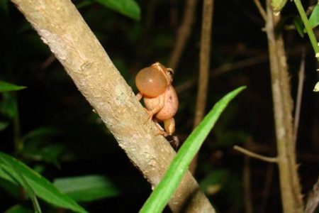A Spring Song: Wood Frogs, Peepers Et Frog Chorus