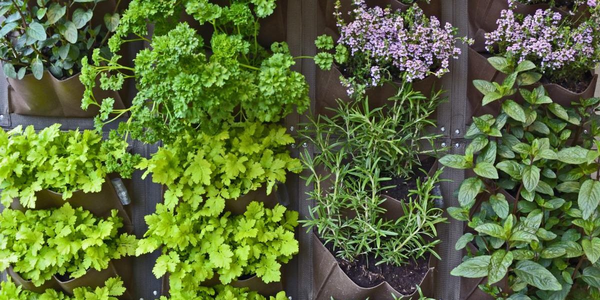 Jardinage Vertical: Les Meilleures Plantes à Cultiver