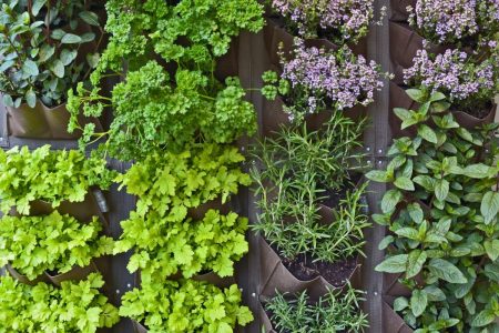 Jardinage Vertical: Les Meilleures Plantes à Cultiver