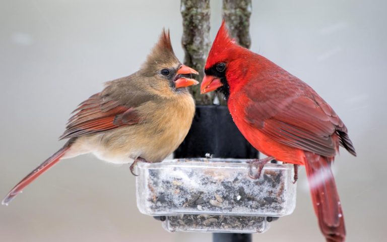 Les Meilleurs Aliments Pour Oiseaux D'hiver