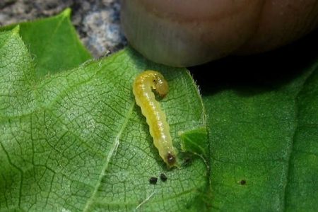 Rouleaux A Feuilles Munching Caterpillar Menaces.jpg