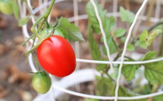 Une Tomate Est Elle Un Fruit Ou Un Légume? Plus 10