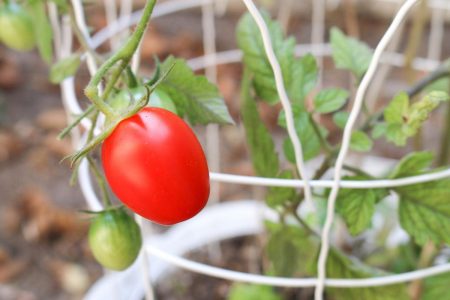 Une Tomate Est Elle Un Fruit Ou Un Légume? Plus 10