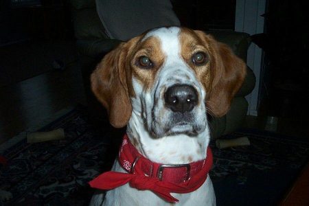 Recette De Nourriture Pour Animaux De Compagnie: Biscuits Pour Chiens