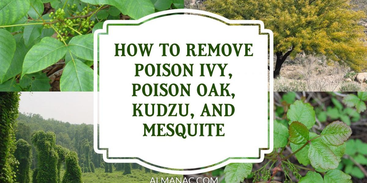 Comment Se Débarrasser De Poison Ivy, Poison Oak, Kudzu Et