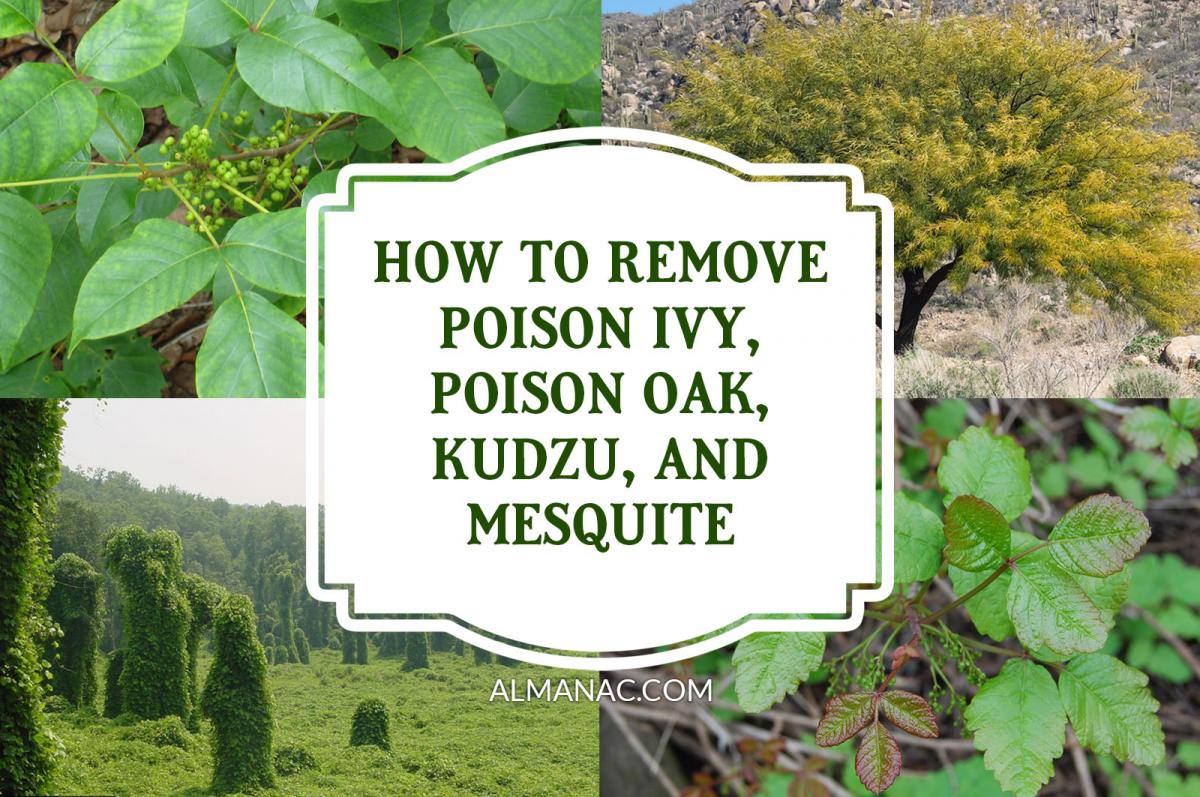 Comment Se Débarrasser De Poison Ivy, Poison Oak, Kudzu Et