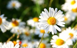 Fleurs De Naissance D'avril: Marguerite Et Pois De Senteur