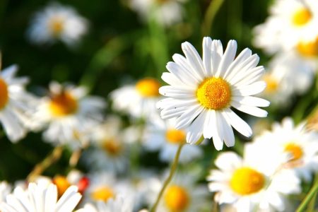 Fleurs De Naissance D'avril: Marguerite Et Pois De Senteur