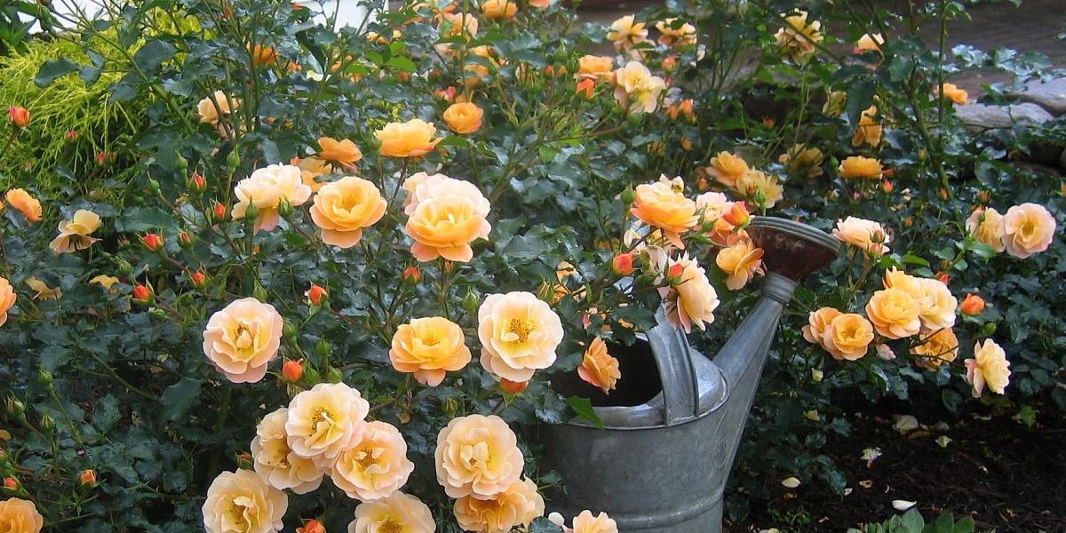Les Roses Les Plus Faciles à Cultiver Pour Les Débutants