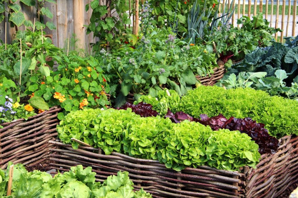 tableau-de-rotation-des-cultures-pour-petit-potager-technospeak