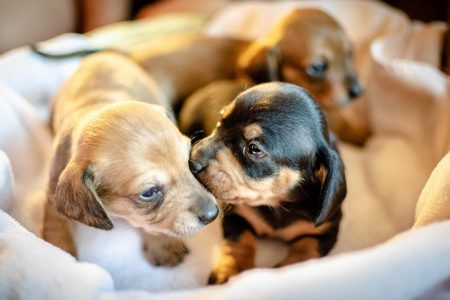 Trouvez Le Chiot Qui Vous Convient