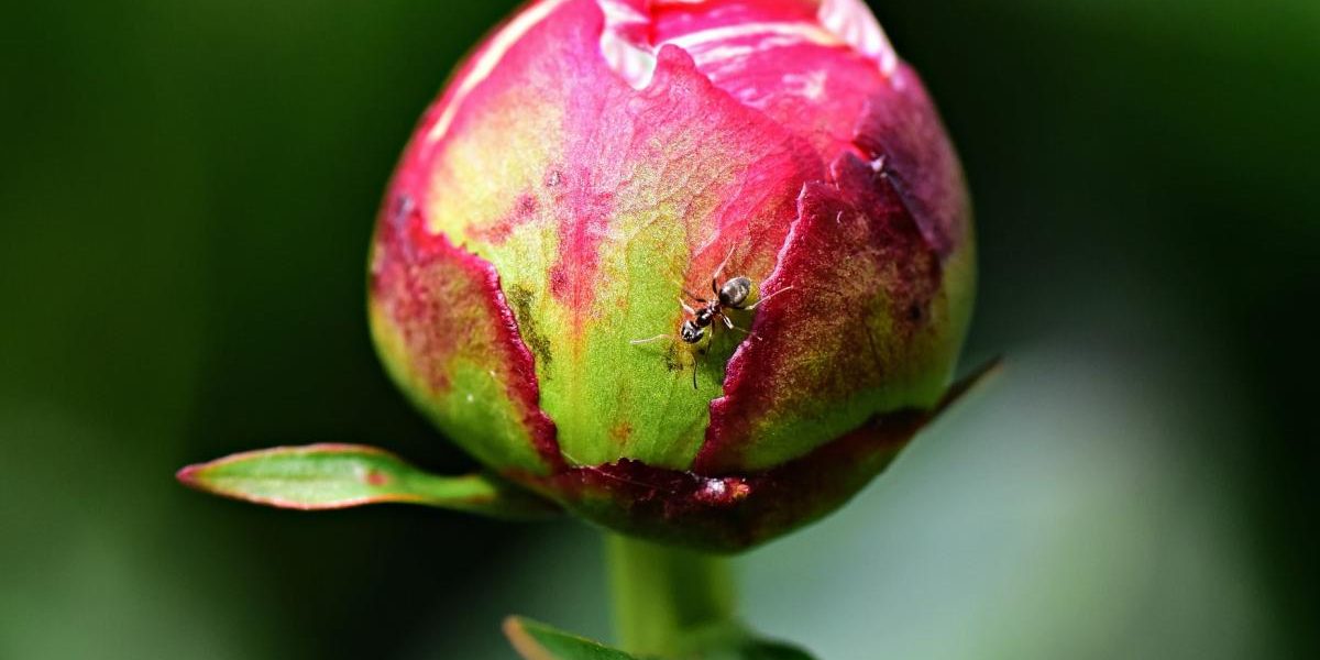 fourmis sur les fleurs de pivoine: un mythe durable