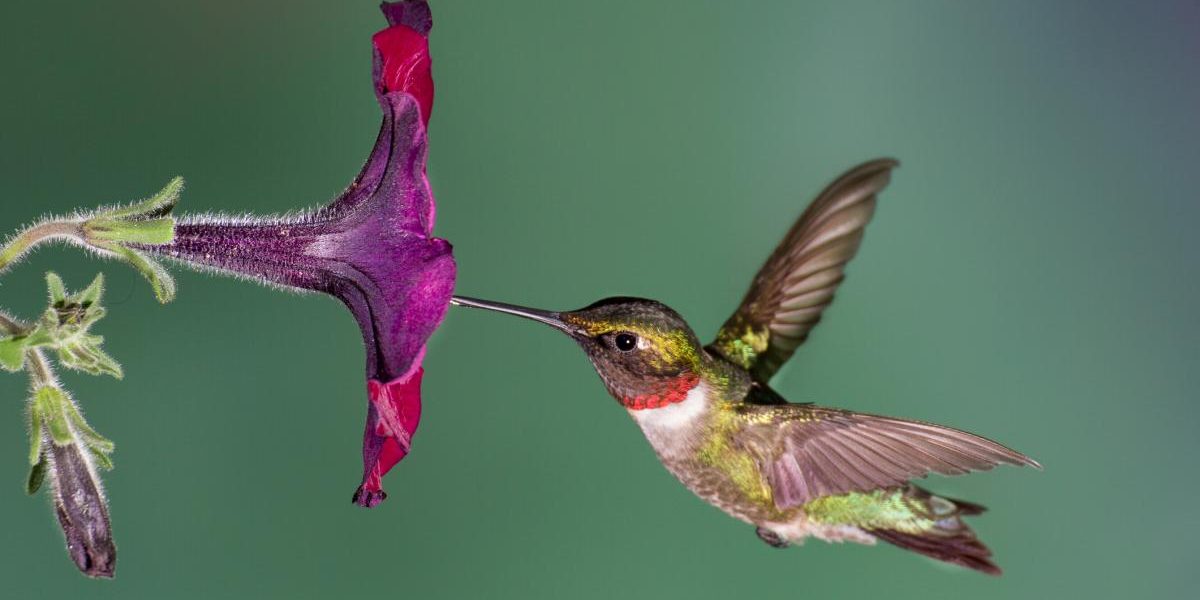 faits fascinants sur les colibris