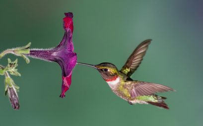 faits fascinants sur les colibris