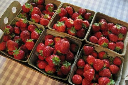 variétés de fraises et conseils de culture