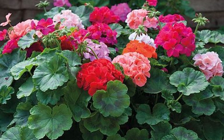 1621871537 comment hiverner les geraniums.jpg