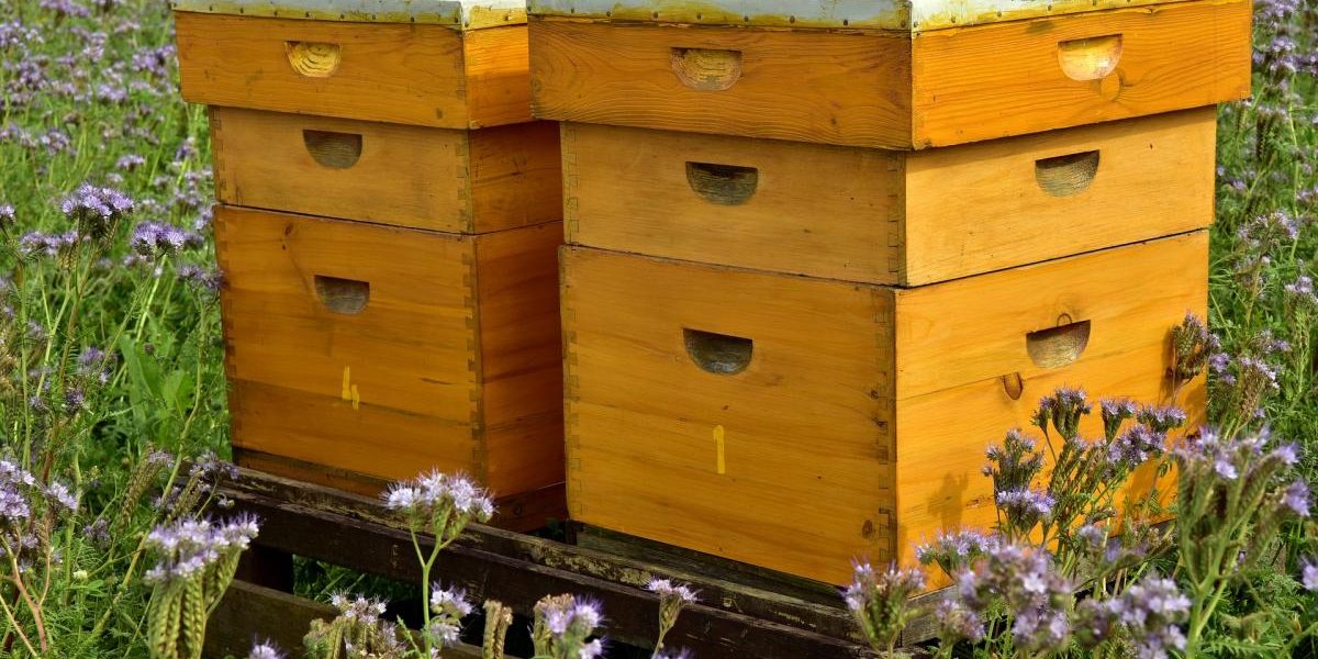 apiculture 101: choisir un type de ruche