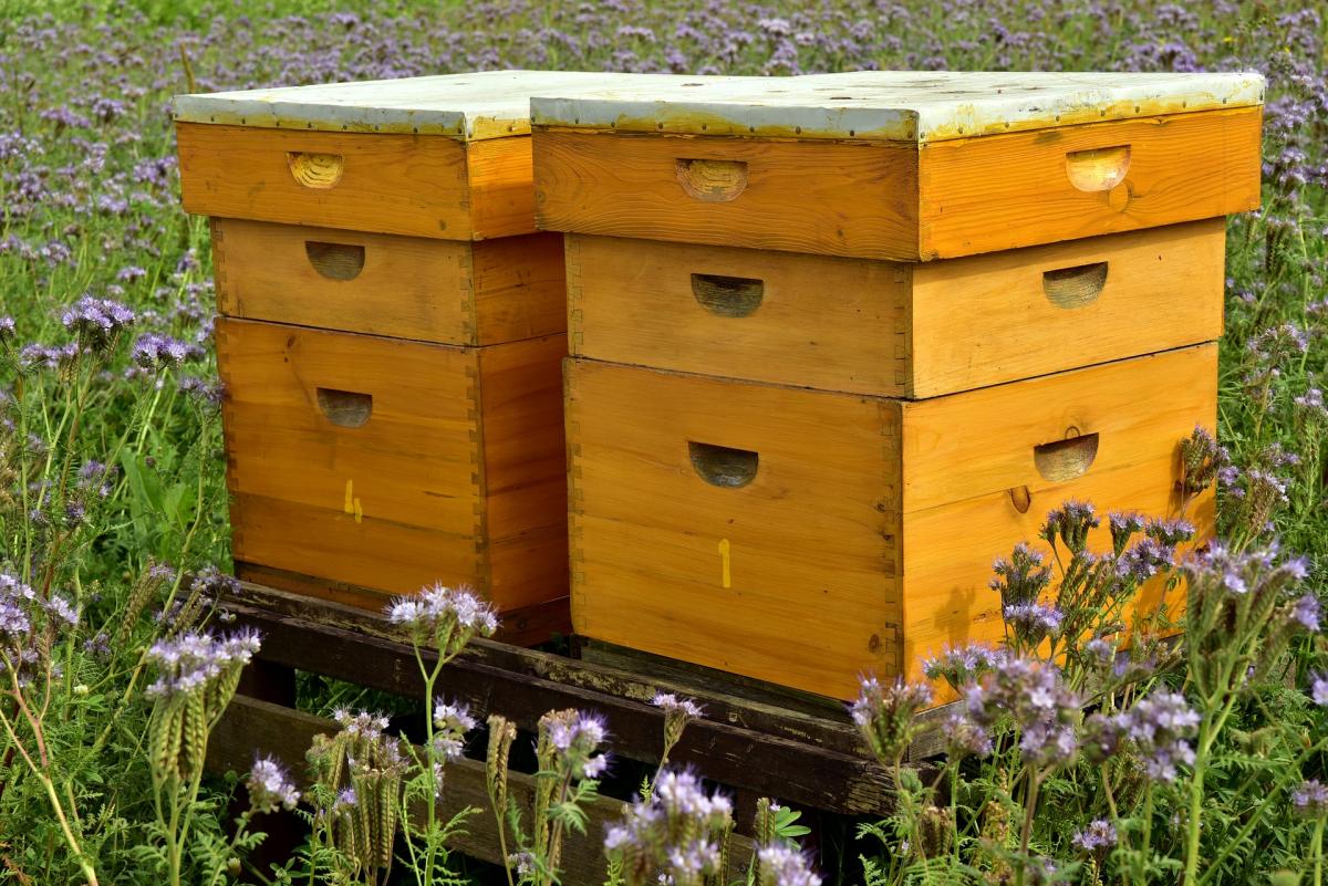 apiculture 101: choisir un type de ruche