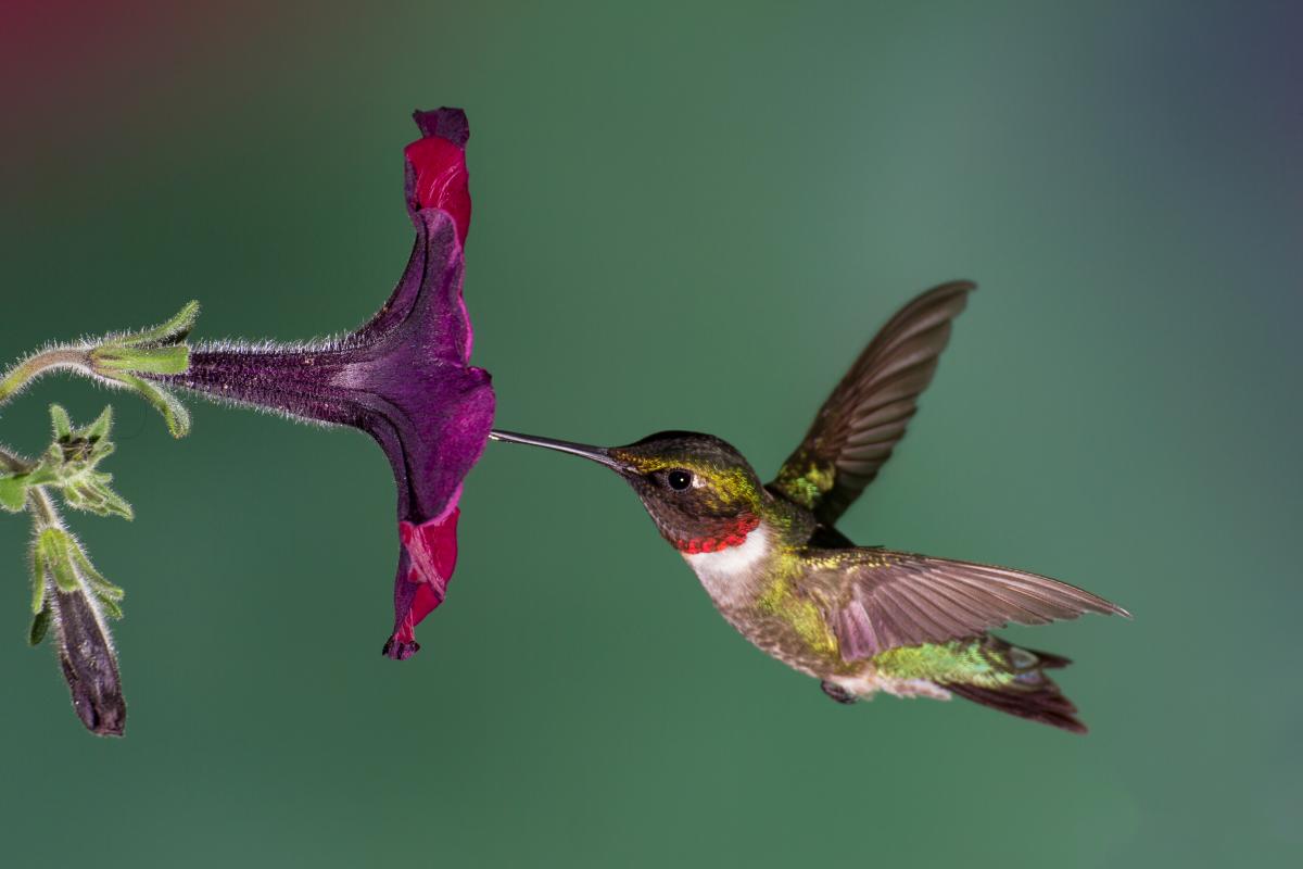 comment faire du nectar de colibri