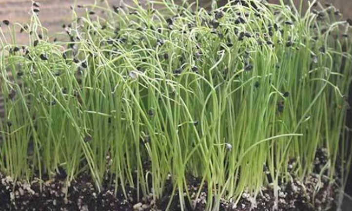 comment faire pousser des microgreens doignon rapidement et facilement.jpg
