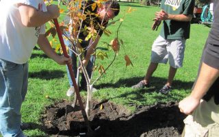comment planter un arbre à racines nues