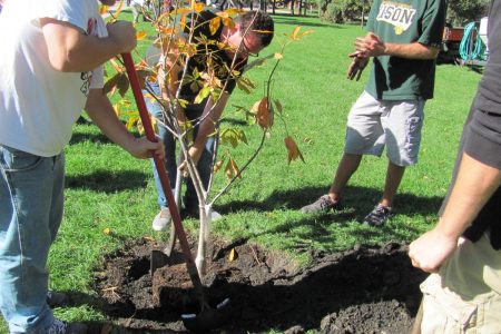 comment planter un arbre à racines nues