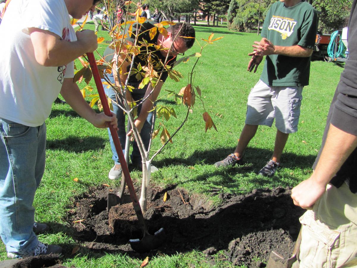 comment planter un arbre à racines nues