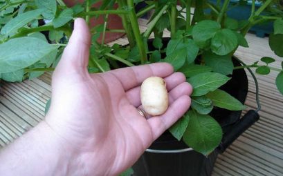 cultiver des pommes de terre dans un seau petits spuds.jpg