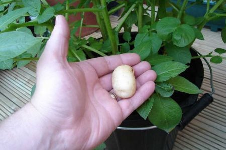 cultiver des pommes de terre dans un seau petits spuds.jpg