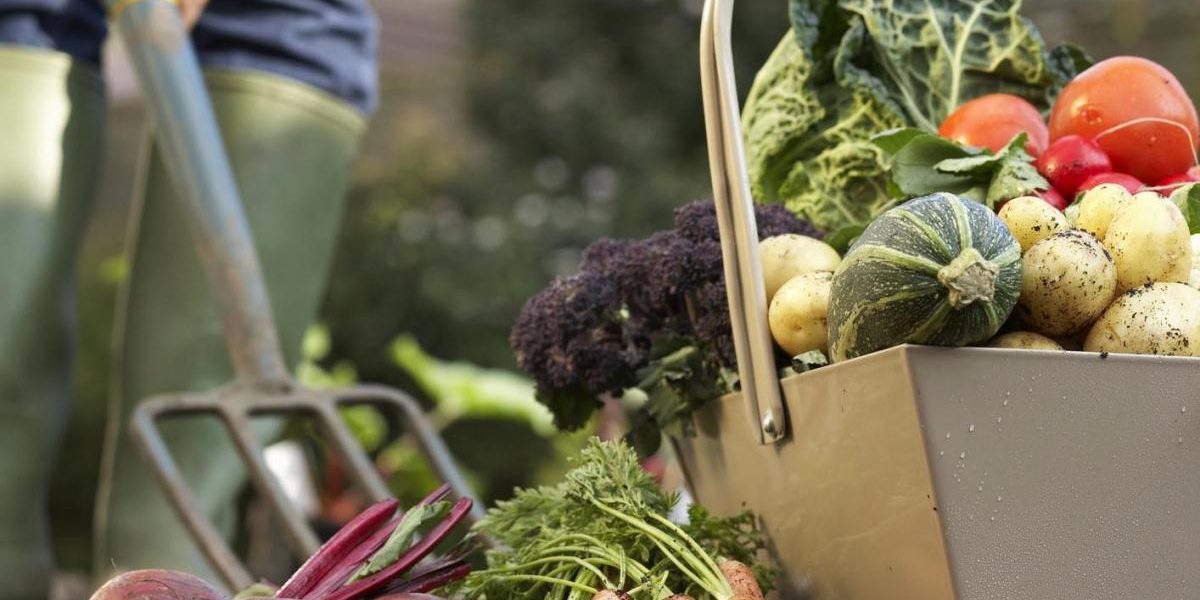 les légumes les plus nutritifs que vous puissiez cultiver