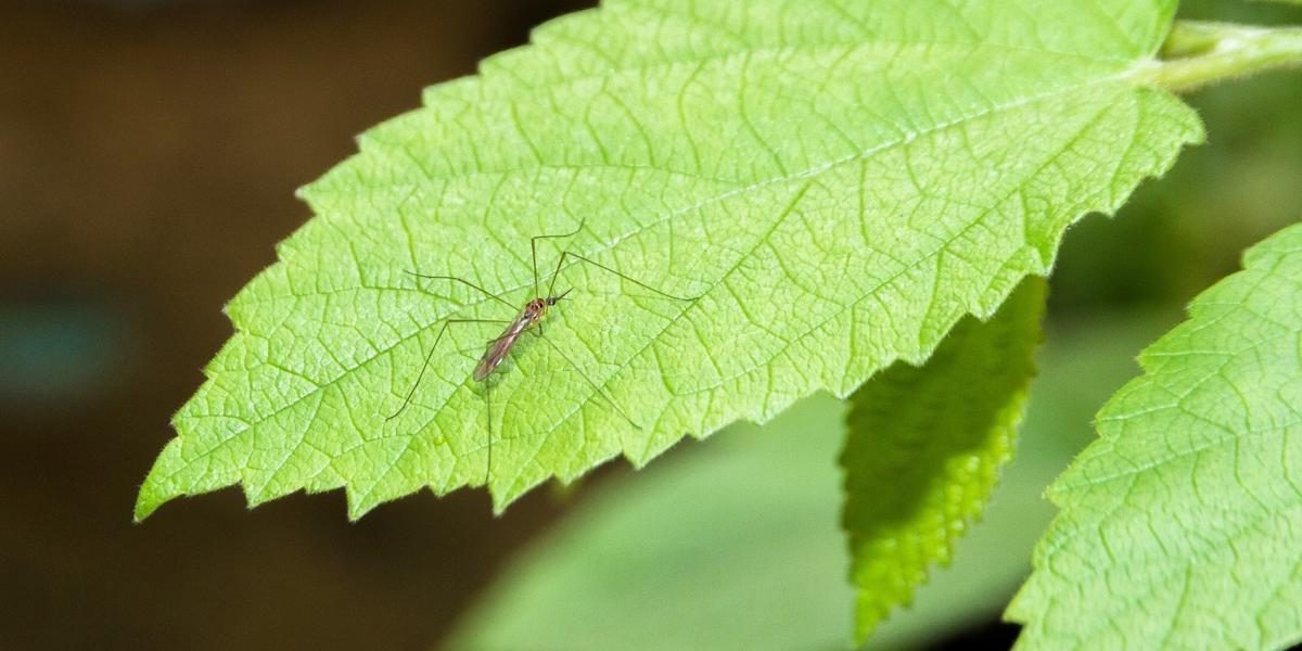 plantes qui repoussent les moustiques et autres insectes