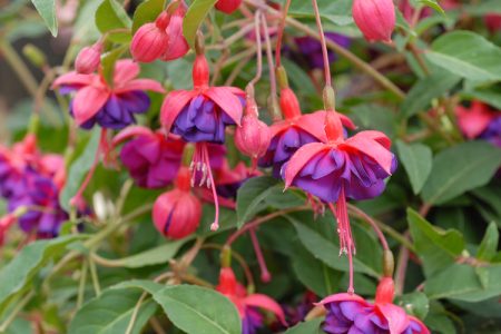 tirer le meilleur parti de vos fuchsias nos secrets.jpg