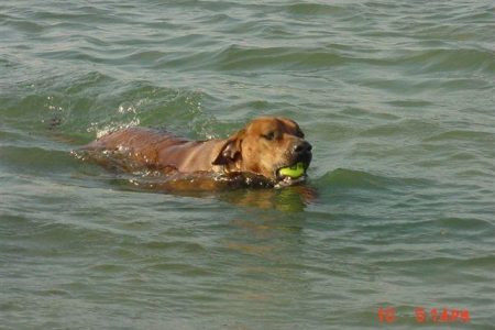 votre animal est il en surpoids? conseils d'exercice et d'alimentation pour