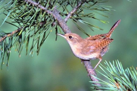 sons d'oiseaux : troglodyte familier