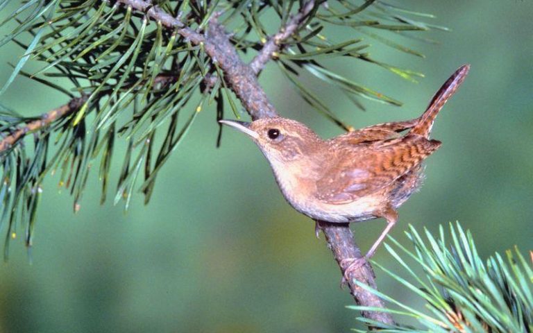 sons d'oiseaux : troglodyte familier