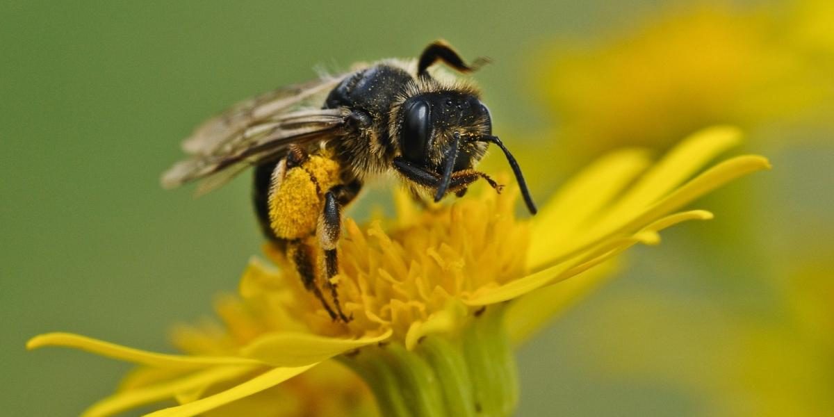 abeilles indigènes : les meilleurs pollinisateurs pour votre jardin