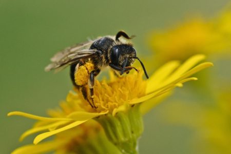 abeilles indigènes : les meilleurs pollinisateurs pour votre jardin