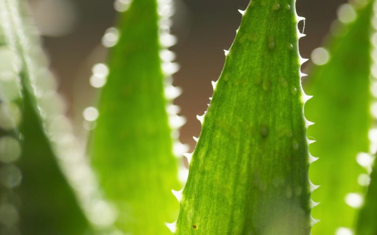 aloe vera : une trousse de premiers soins auto régénérante