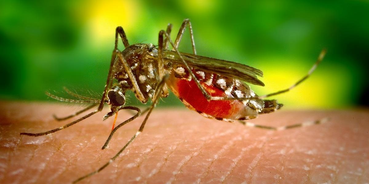 anti moustiques et remèdes contre les piqûres